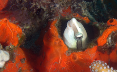 Aspidontus taeniatus