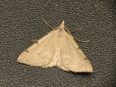 Dichromodes molybdaria