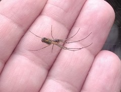 Leucauge argyrobapta