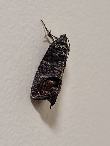 Codling moth