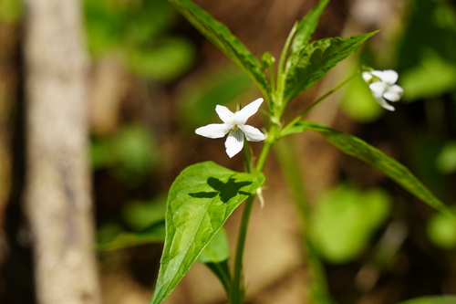 Viola thibaudieri iNat (1)