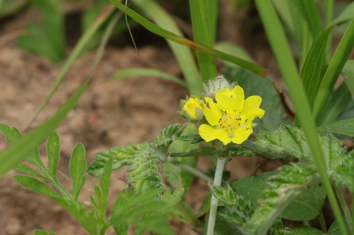 Potentilla discolor, 2026-05-24