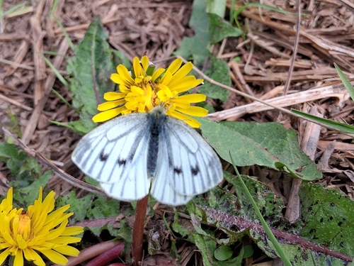 Green-veined White
