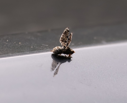 Peacock Fly