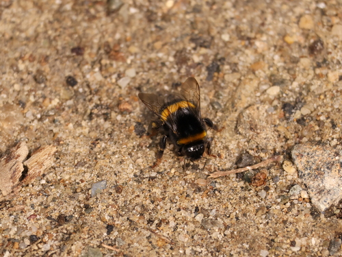 Buff-tailed Bumble Bee