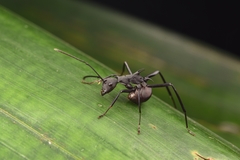 Polyrhachis abdominalis