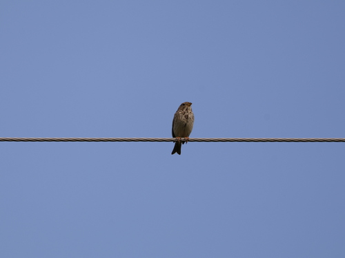 Corn Bunting