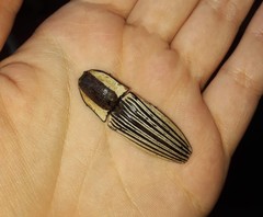 Chalcolepidius limbatus