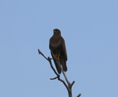 Common Buzzard