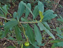 Rauvolfioideae
