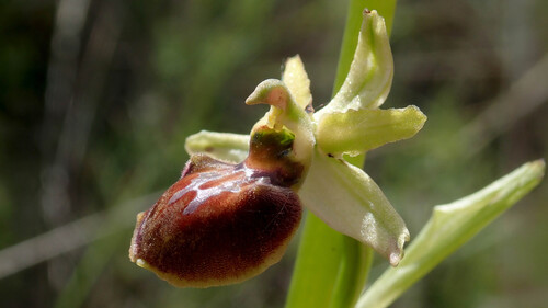Early Spider-orchid