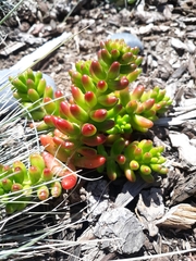 Sedum × rubrotinctum