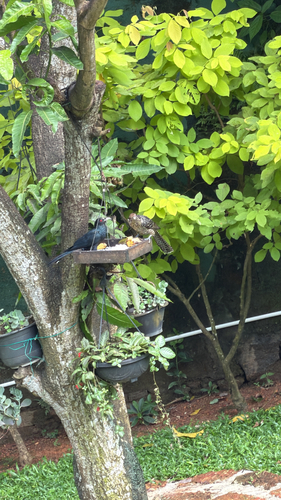 Asian Koel
