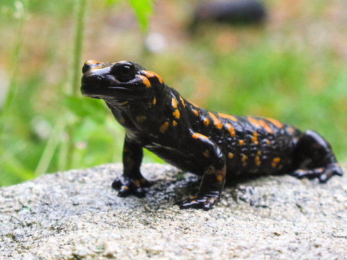 Corsican Fire Salamander, Corse-du-Sud, Corse, FR, photo 4 of 10