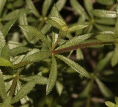 Galium tomentosum
