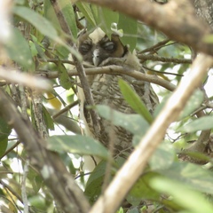 Strix leptogrammica