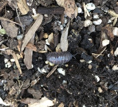 Armadillidium vulgare
