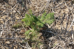 Astrodaucus littoralis