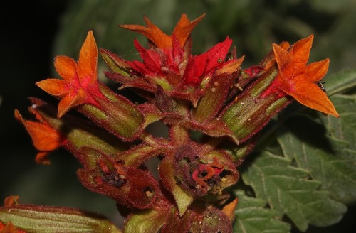 Image of Strandveld Honeyflower by (c) Brian du Preez, some rights reserved (CC BY-SA)