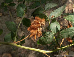 Glycyrrhiza lepidota