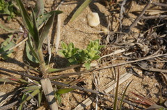 Tournefortia sibirica