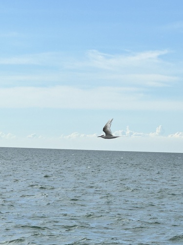 Black-naped Tern