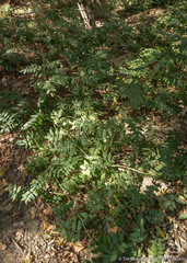 Glycyrrhiza lepidota