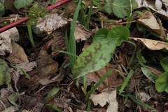 Erythronium albidum
