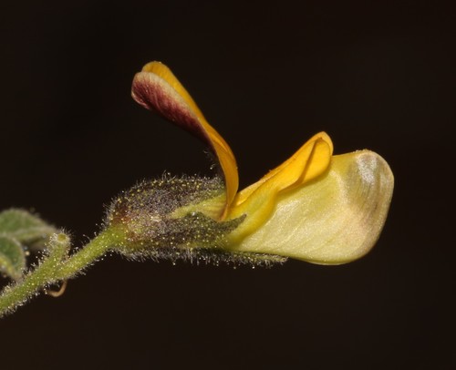 Image of Rhynchosia schlechteri by (c) Brian du Preez, some rights reserved (CC BY-SA)
