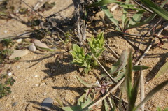 Tournefortia sibirica