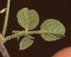 Rhynchosia schlechteri