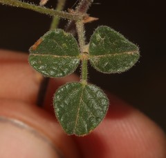 Rhynchosia schlechteri