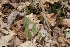 Erythronium albidum