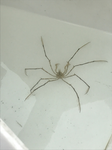 Inachidae
