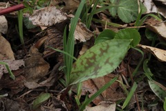 Erythronium albidum