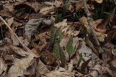 Erythronium albidum