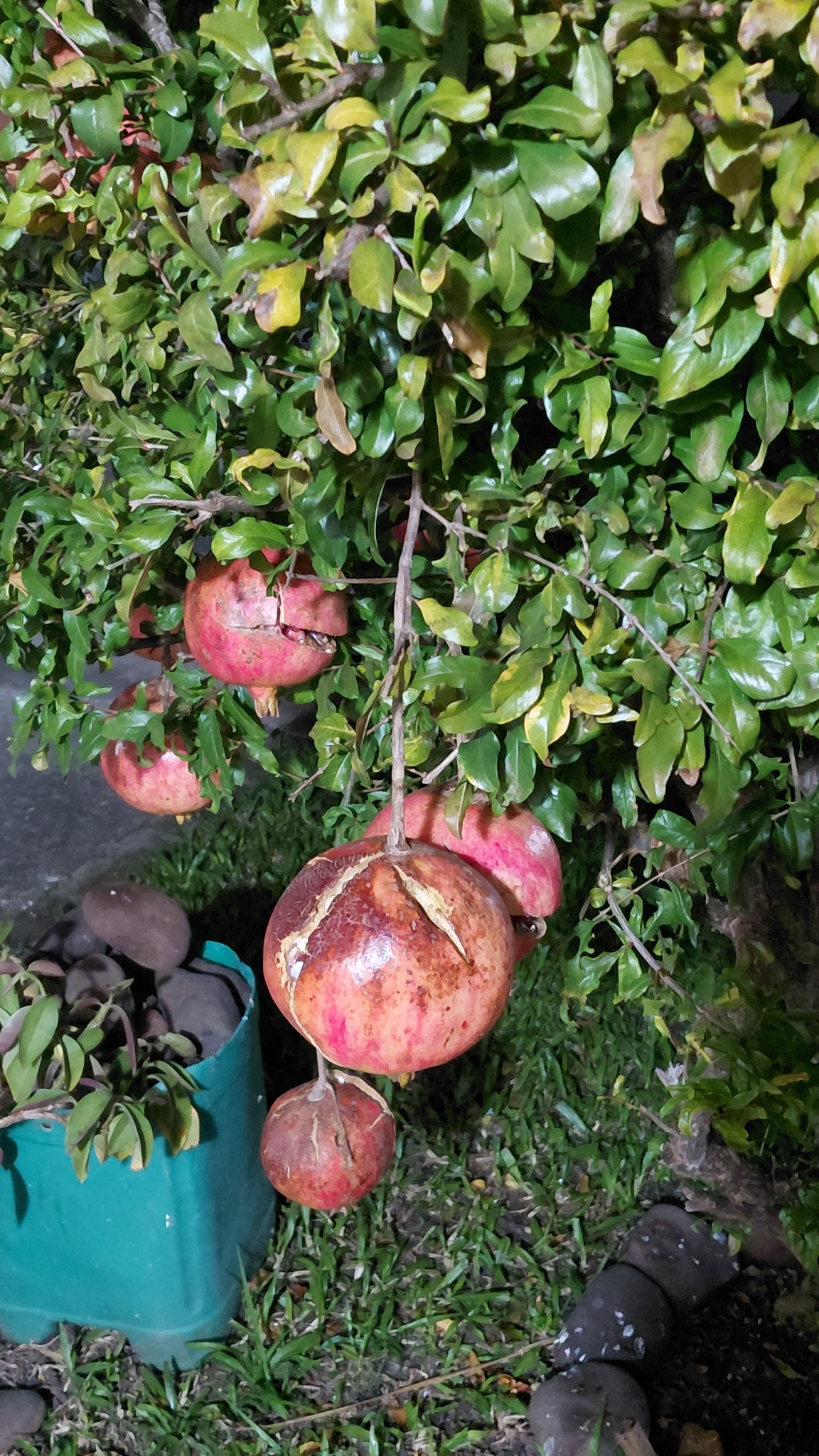 Punica granatum