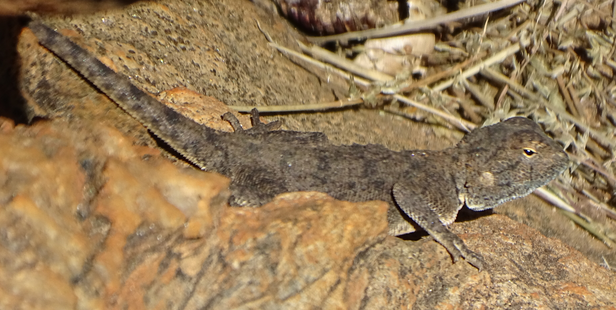 Agama anchietae Bocage, 1896