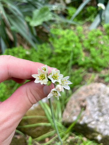 Nothoscordum gracile, photograph 4