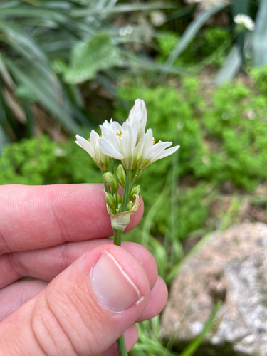 Nothoscordum gracile, photograph 5