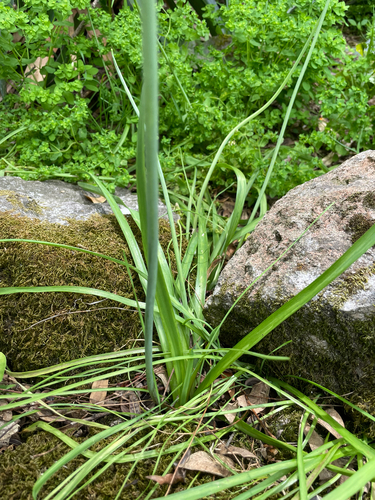 Nothoscordum gracile, photograph 6