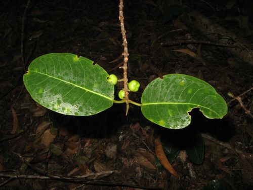 Melicope anisata