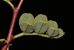Indigofera ernstii