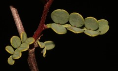 Indigofera ernstii