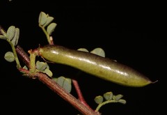 Indigofera ernstii