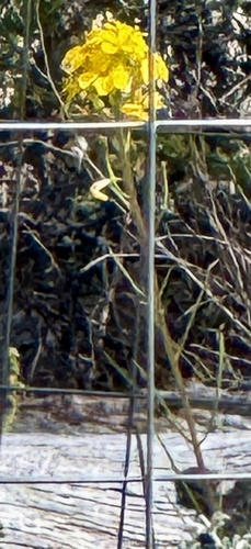 Erysimum teretifolium, photograph 2