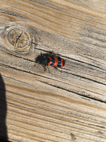 Bee-eating Beetle
