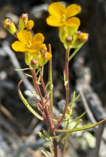 Erysimum teretifolium, photograph 3