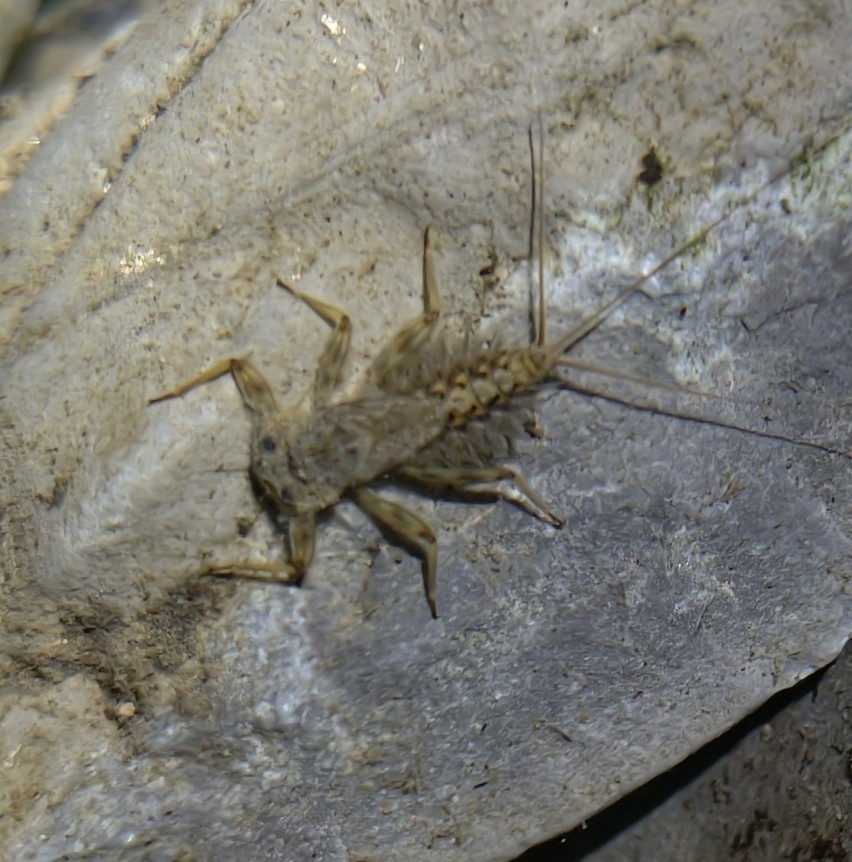 Stream Mayflies from China Suiyang, Zunyi, Guizhou Sanjianjiao on May ...