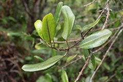 Melicope anisata